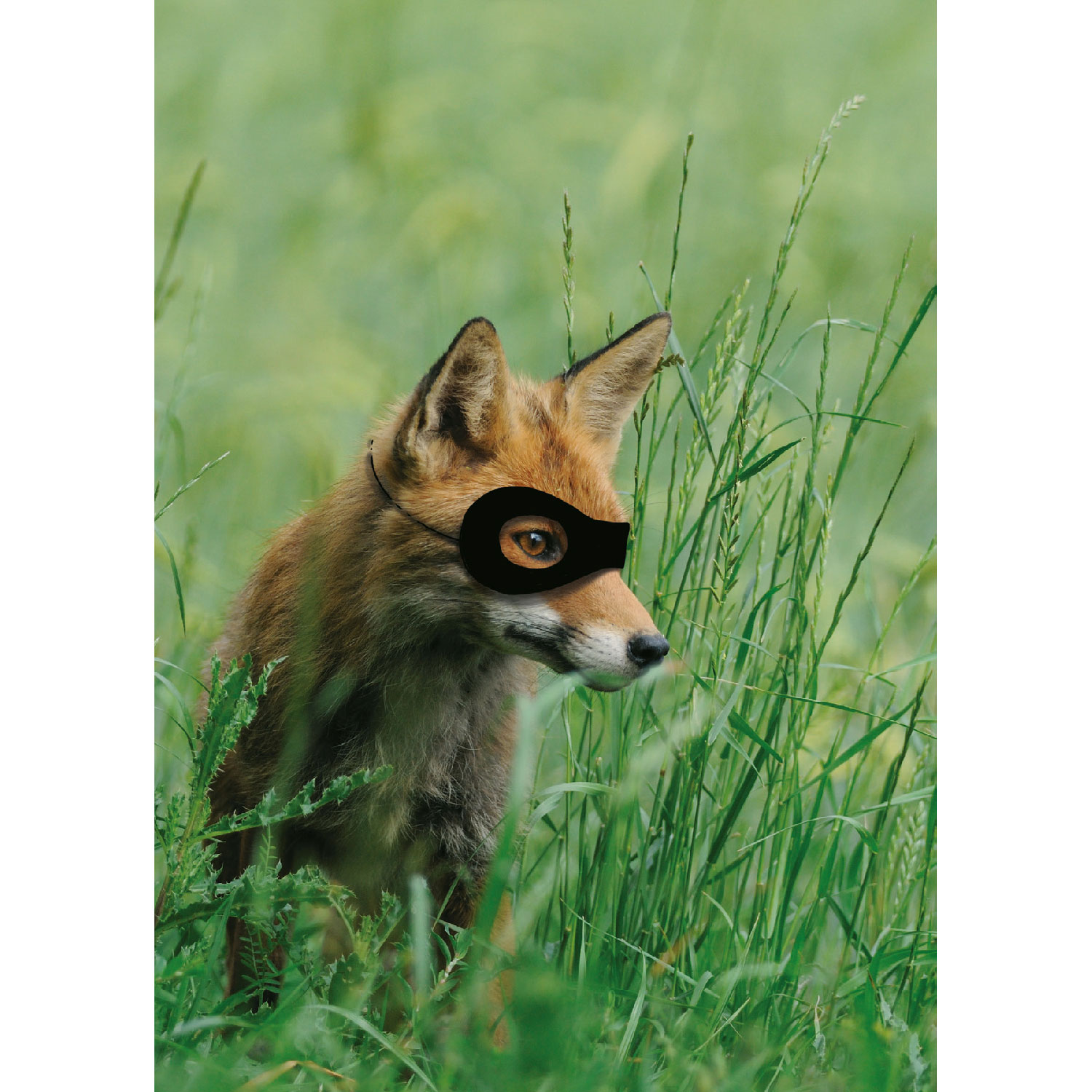 Fuchsdame, Postkarte