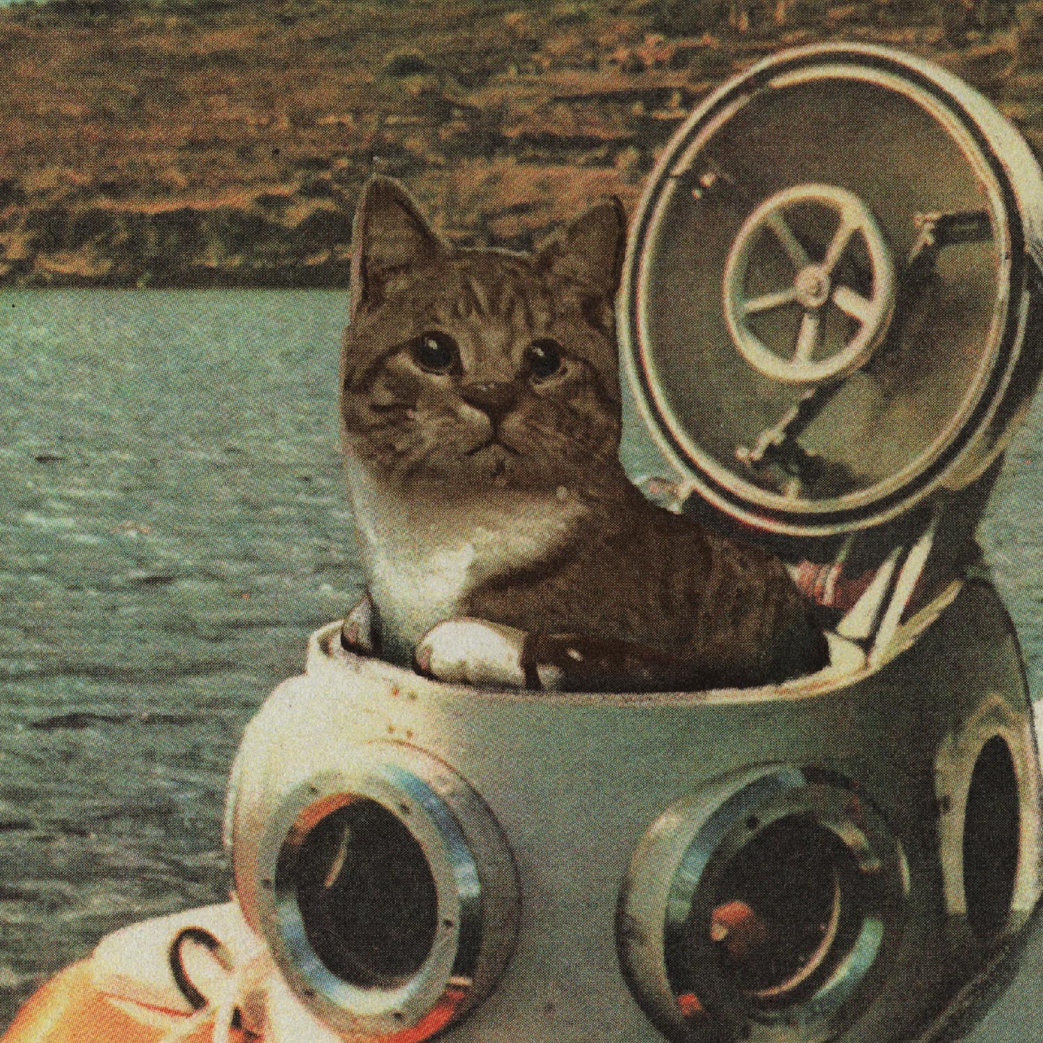 Streuner Tauchkatze, Plakat A3