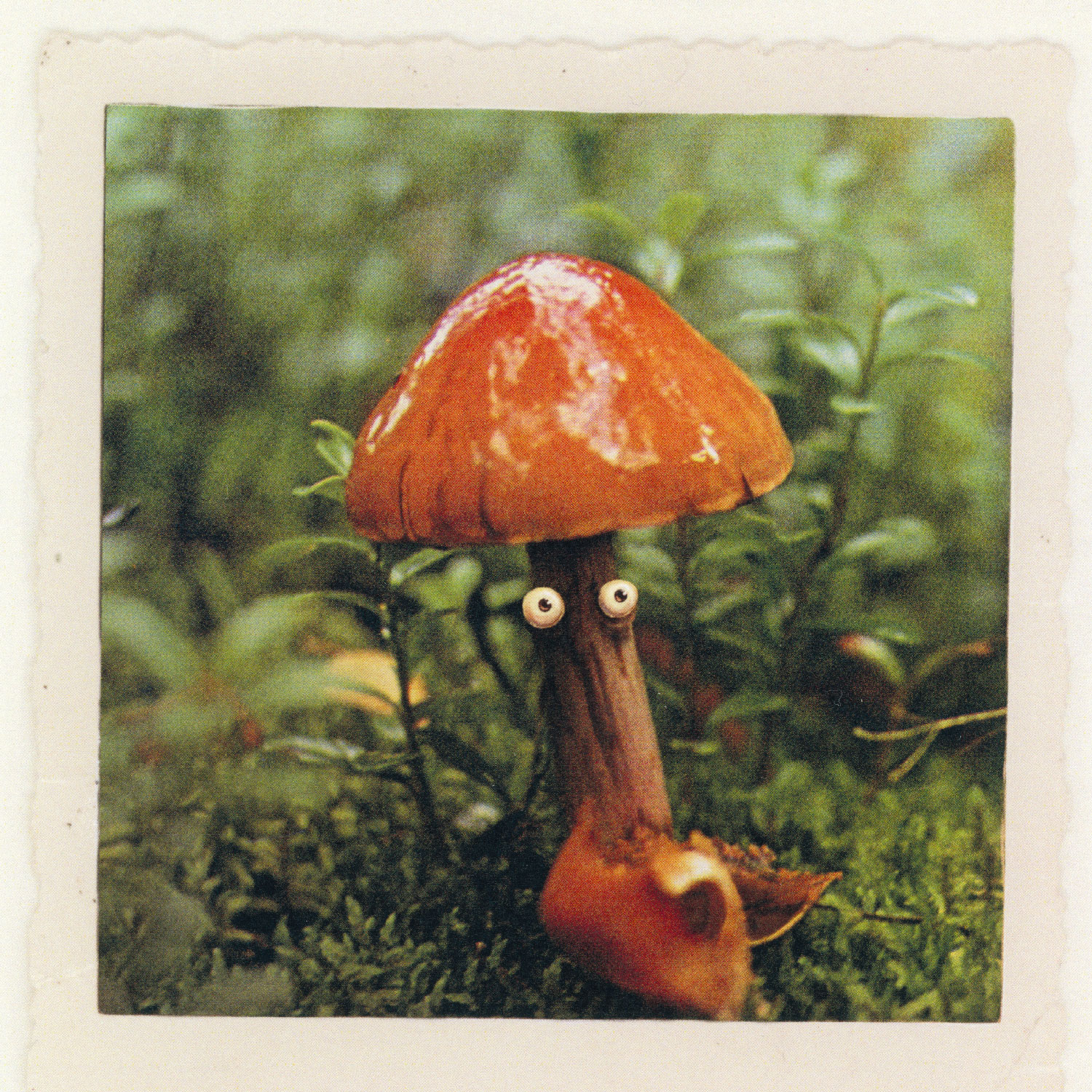 Waldpilz, Plakat A3