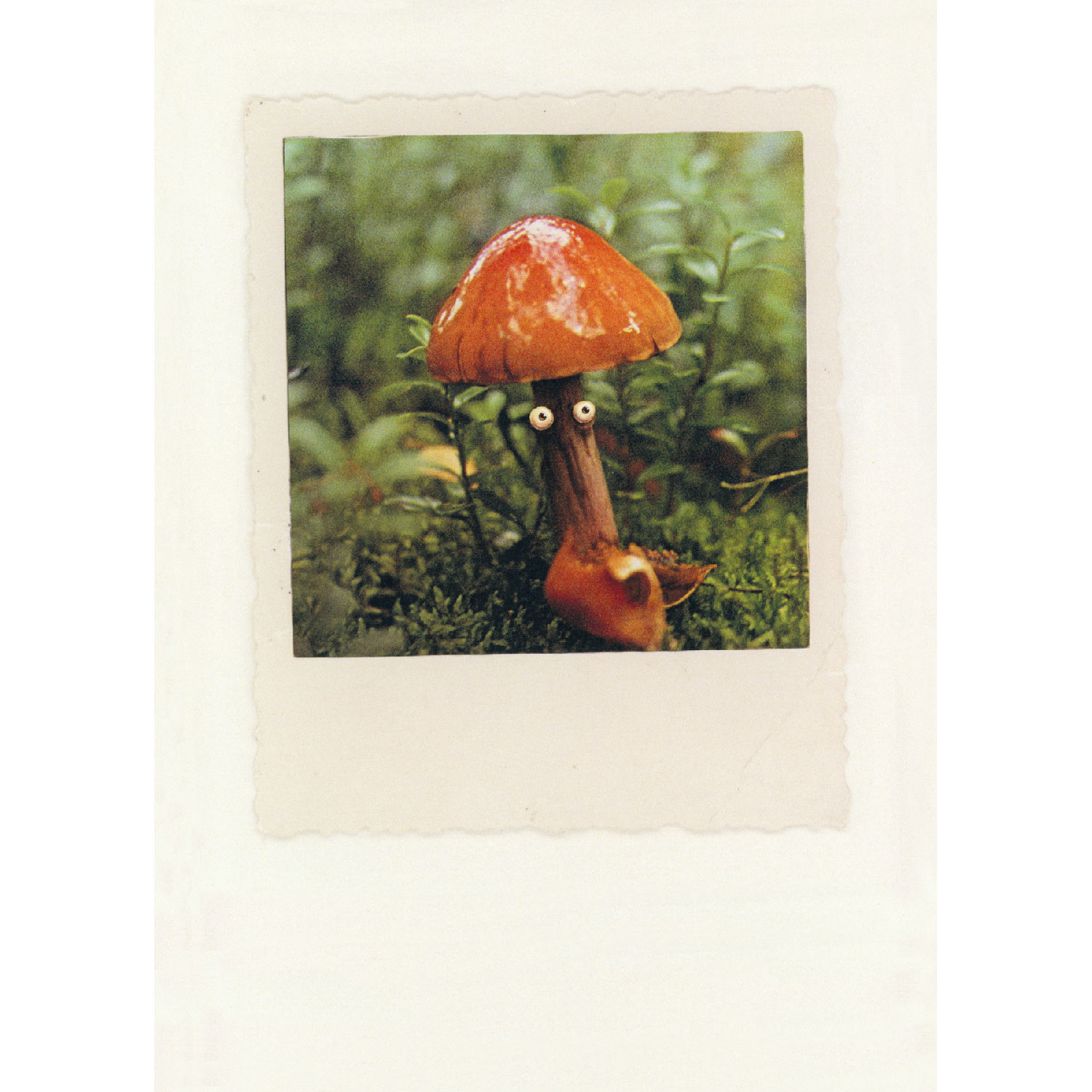 Waldpilz, Postkarte