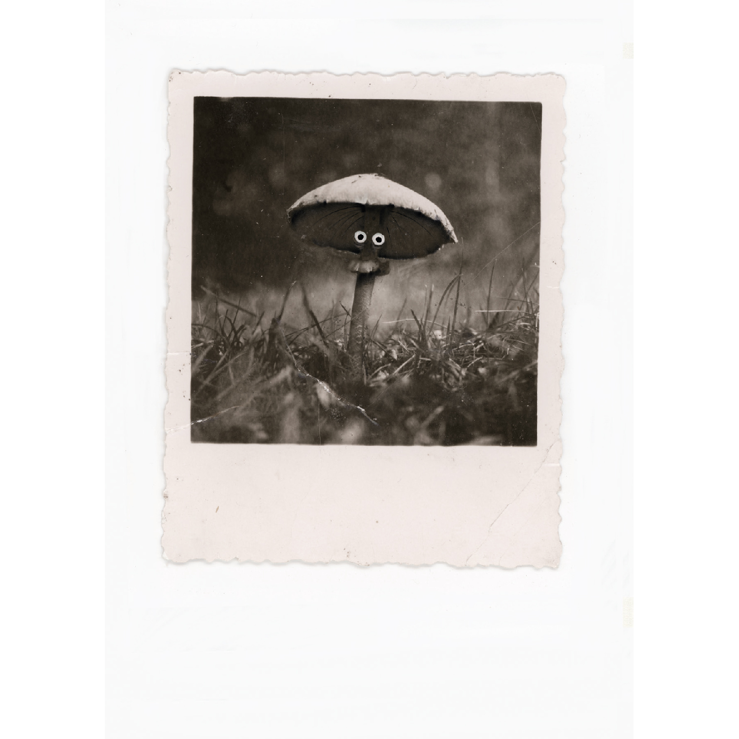 Pilz, Postkarte