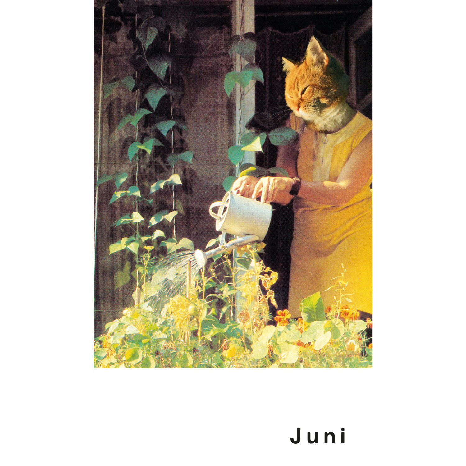 Streuner 4, Postkartenkalender